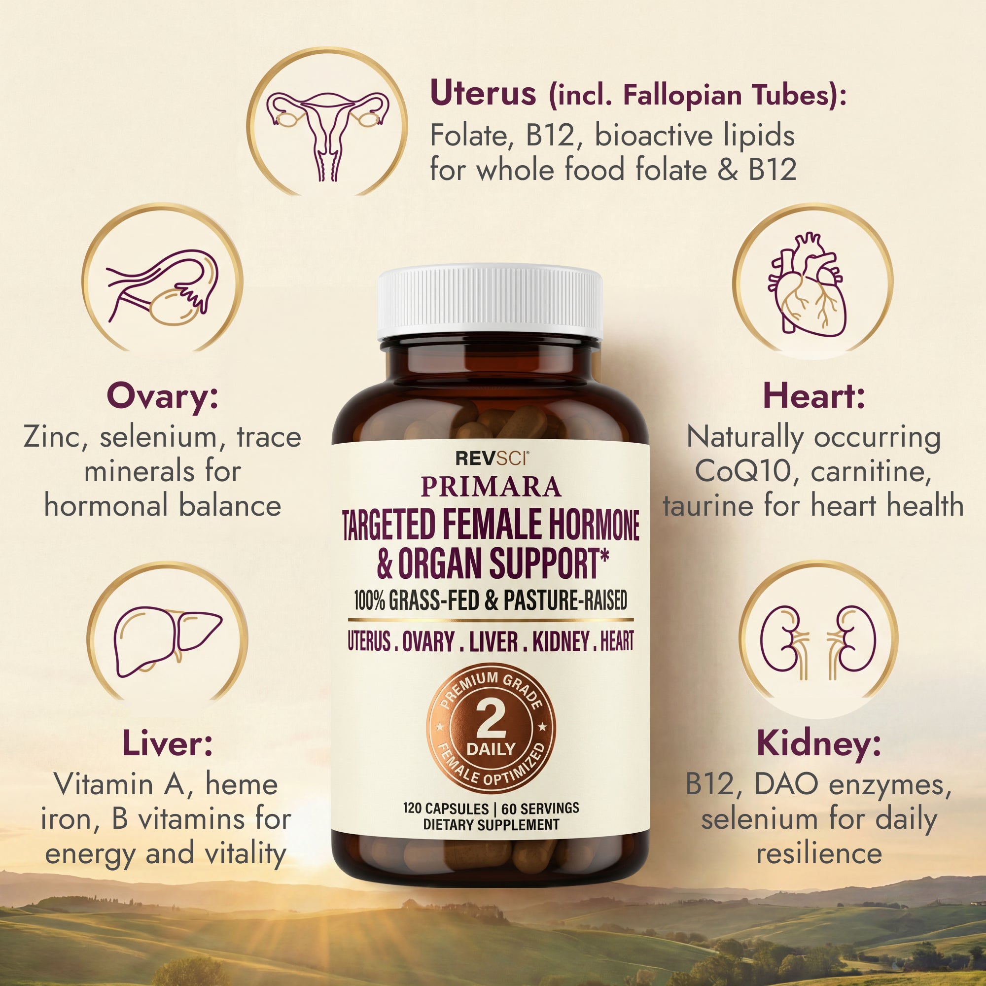 Beef Organs for Women, 60 Day Supply (120 Caps) PRIMARA Beef Organ Supplement for Women - Overy, Uterus, Liver, Kidney, Heart - Superfood to Support Hormone Balance & Energy